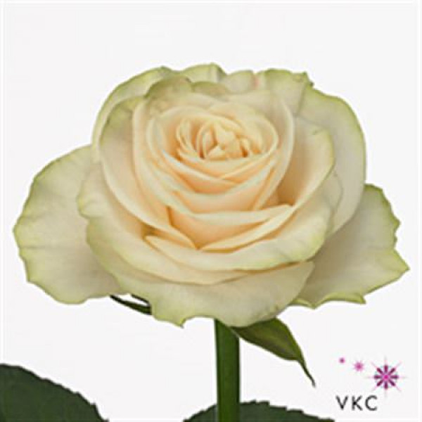 Rose Gr Solsy 60cm A1 Col-White