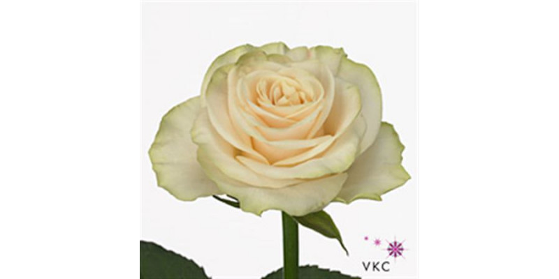 Rose Gr Solsy 60cm A1 Col-White