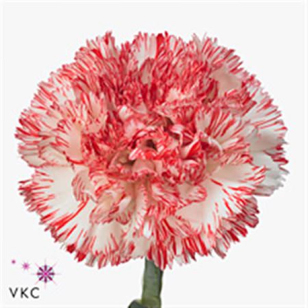 Dianthus St Montoya 65cm  Col-Bicolor