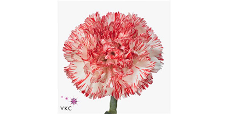 Dianthus St Montoya 65cm  Col-Bicolor