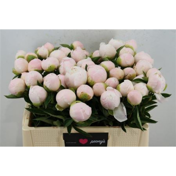 Peonies Princess Bride 60cm A1