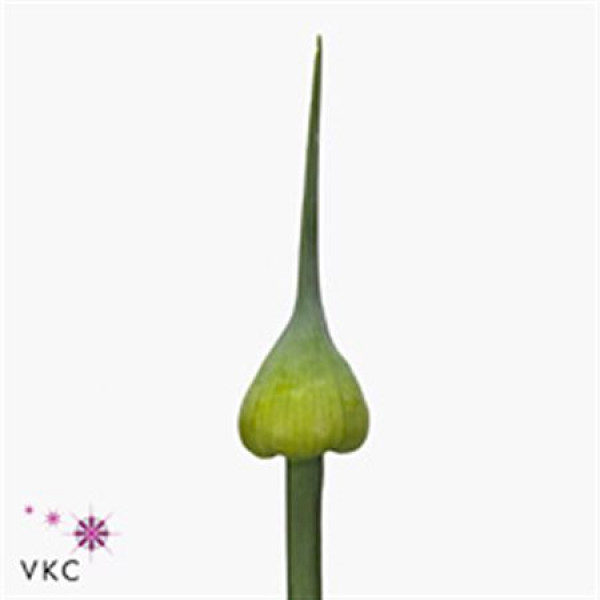 Allium Kenton 70cm A1