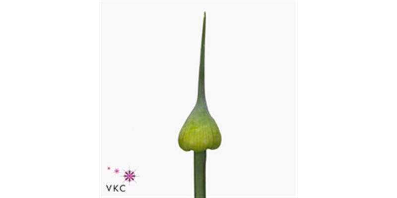 Allium Kenton 70cm A1