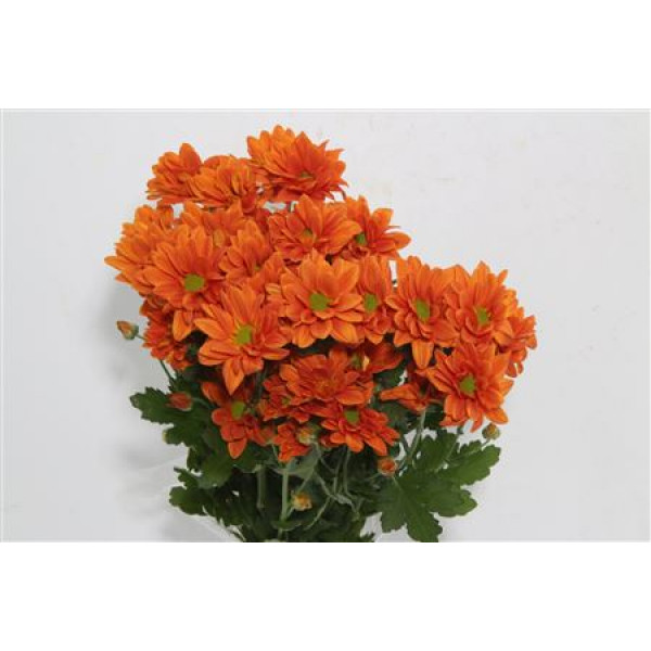 Chrysanthemums T Papaya 70cm A1