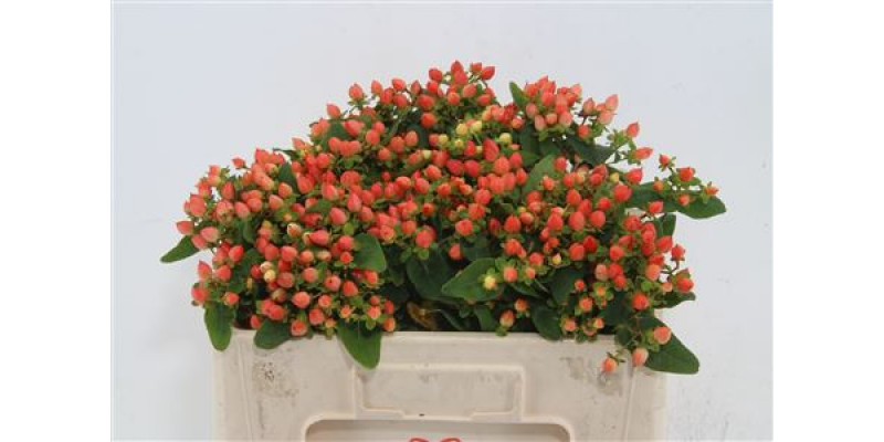 Hypericum Magical Pumpkin 55cm  Col-Red