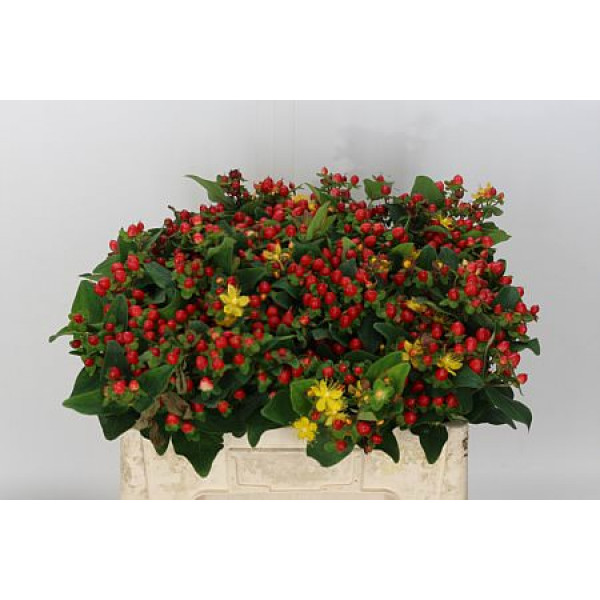 Hypericum I Mag Red Fame Spray 55cm A1