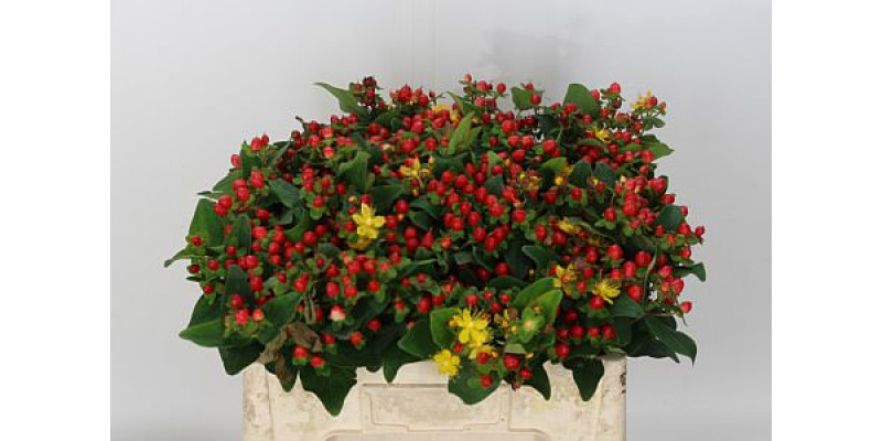 Hypericum I Mag Red Spray 70cm  Col-Red