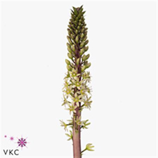 Eucomis Sp Burgundy 75 cm A1
