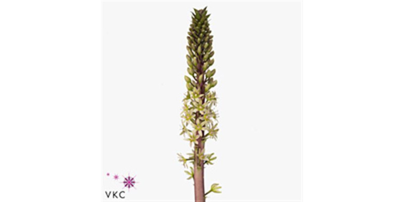 Eucomis Sp Burgundy 75 cm A1