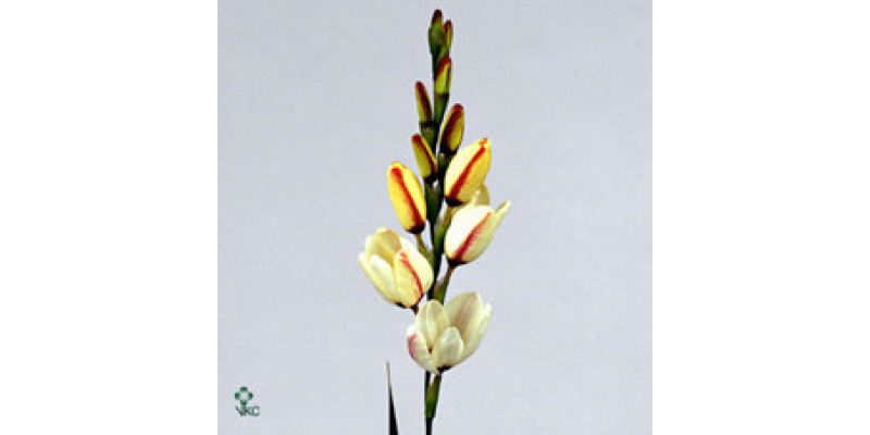 Ixia Spotlight 70cm  Col-Dark Salmon