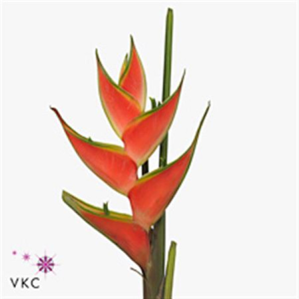 Heliconia Wagneriana Red 100cm EX Col-Red