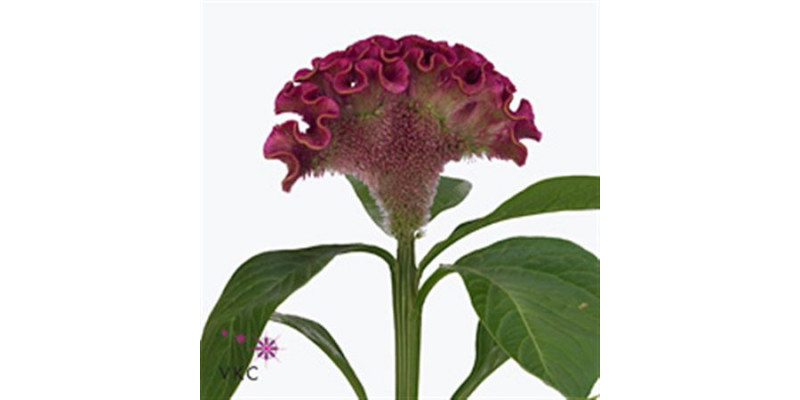 Celosia C Bar Bora 75cm  Col-Burgundy