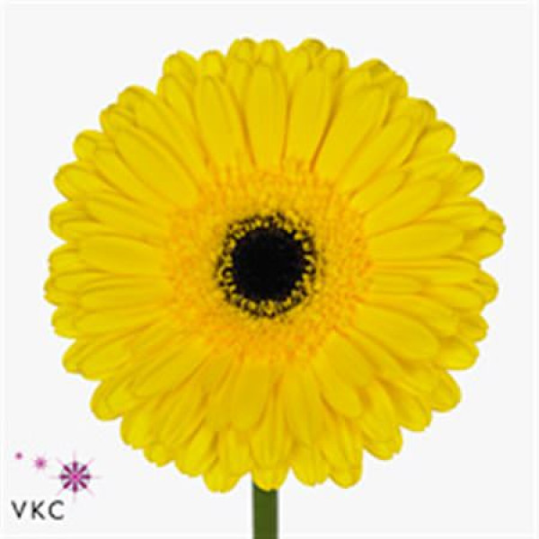 Gerbera Don Leo Diamond 45cm A1 (Valentine Pre Order)