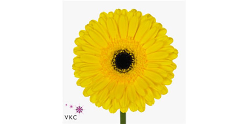 Gerbera Don Leo Diamond 45cm A1 (Valentine Pre Order)