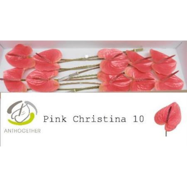 Anthurium Pink Christin X10 10cm 10 Col-Pink