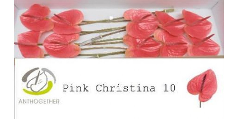 Anthurium Pink Christin X10 10cm 10 Col-Pink