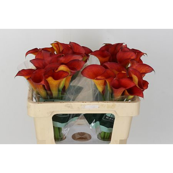 Zanthedeschias (Calla Lilly) Capt Trinity 65cm A1