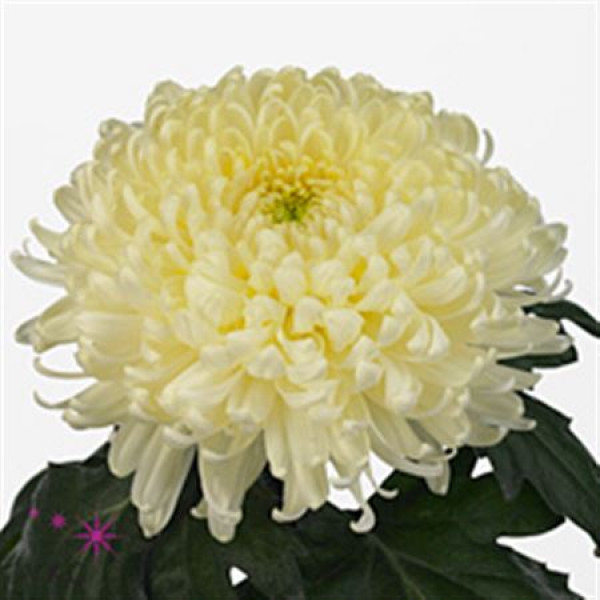 Chrysanthemums G Bislet White 75cm A1 Col-White