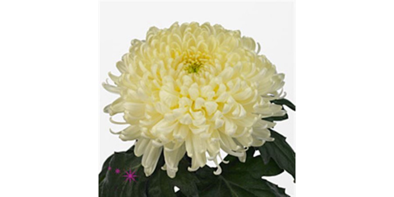 Chrysanthemums G Bislet White 75cm A1 Col-White