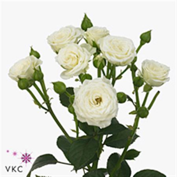 Rose Tr White Lady 60cm A1