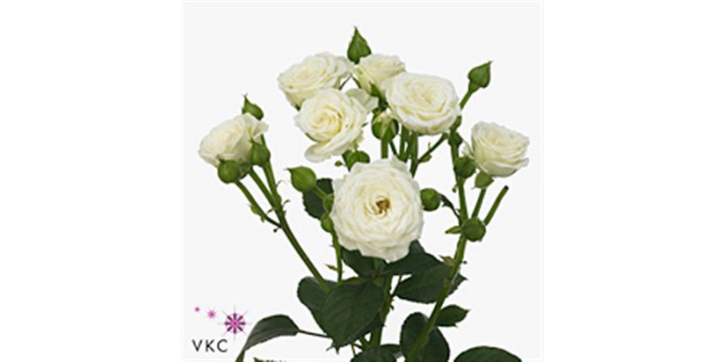 Rose Tr White Lady 60cm A1