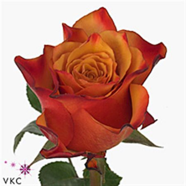 Rose Gr Vip Single Malt 60cm A1