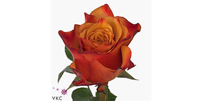 Rose Gr Vip Single Malt 60cm A1