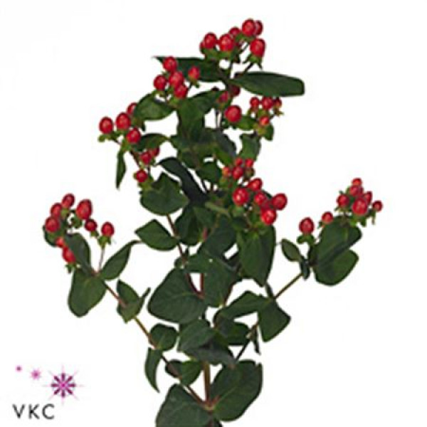 Hypericum Shiney Romance  Col-Red