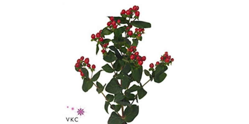 Hypericum Shiney Romance  Col-Red