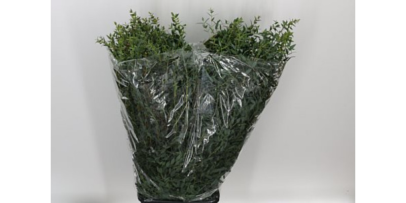 Parvifolia Per Tak 70cm