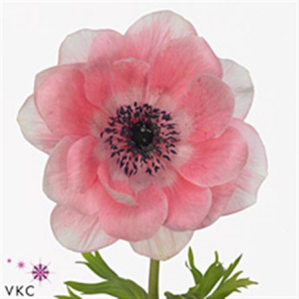 Anemones Mistral Sr Pink Super 40 A1Pink