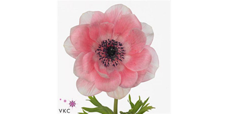 Anemones Mistral Sr Pink Super 40 A1Pink