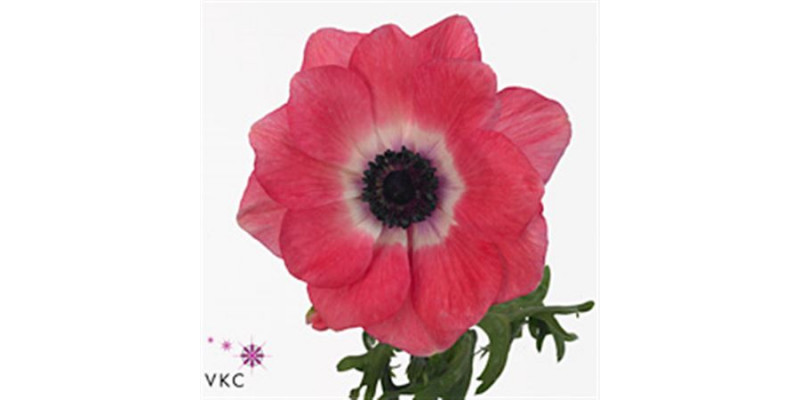 Anemones Co Mis + S Pink 40 A1Mixed