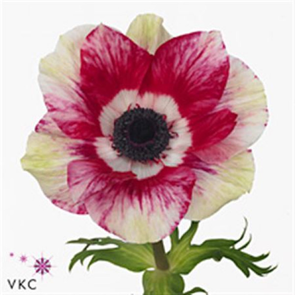 Anemones Mistral Tigre Super 40 A1Red