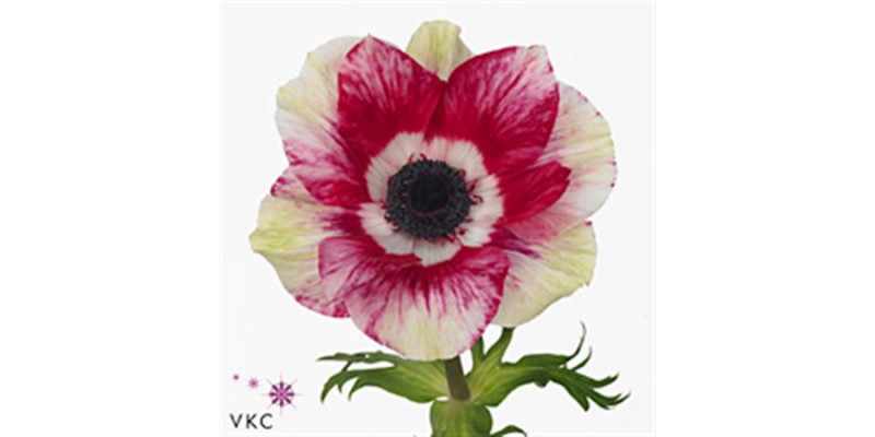 Anemones Mistral Tigre Super 40 A1Red