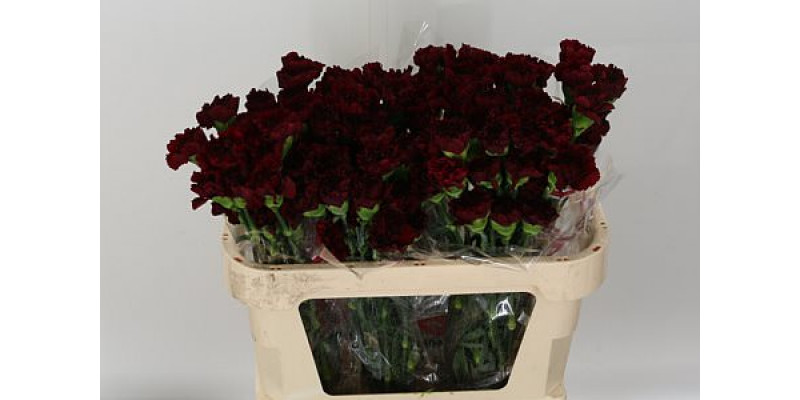 Dianthus St Nobbio Burgundy 70cm  Col-Purple