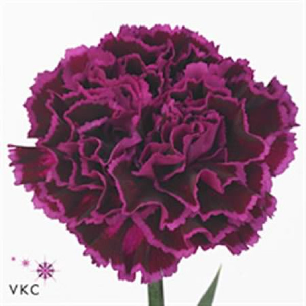 Dianthus St Nobbio Violet 65cm  Col-Violet