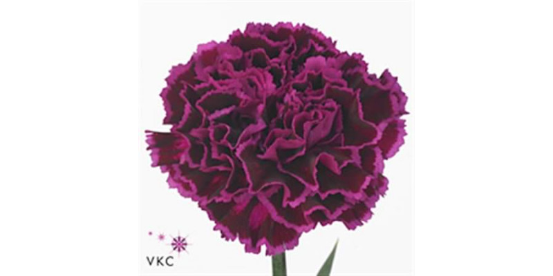 Dianthus St Nobbio Violet 65cm  Col-Violet