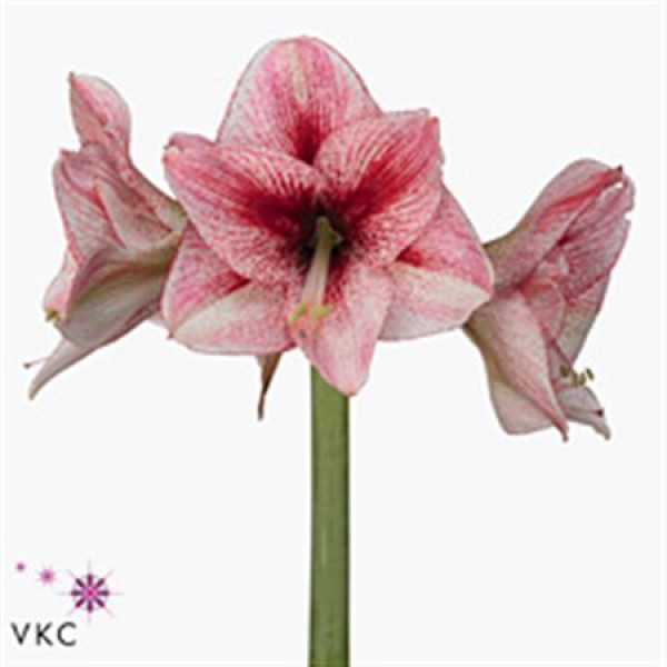 Amaryllis Revelation 15cm A1