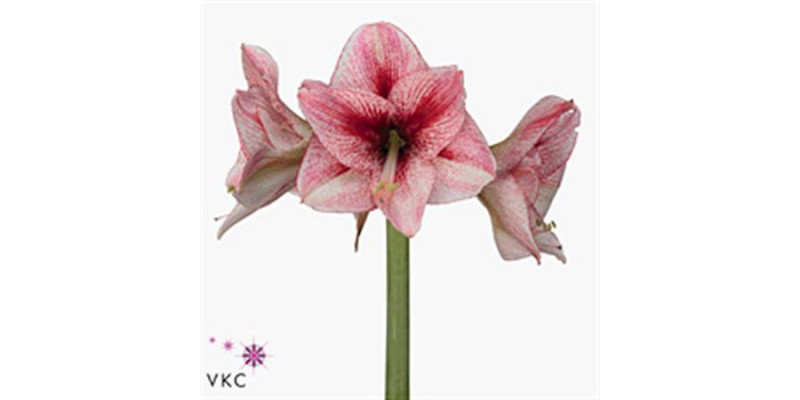 Amaryllis Revelation 15cm A1