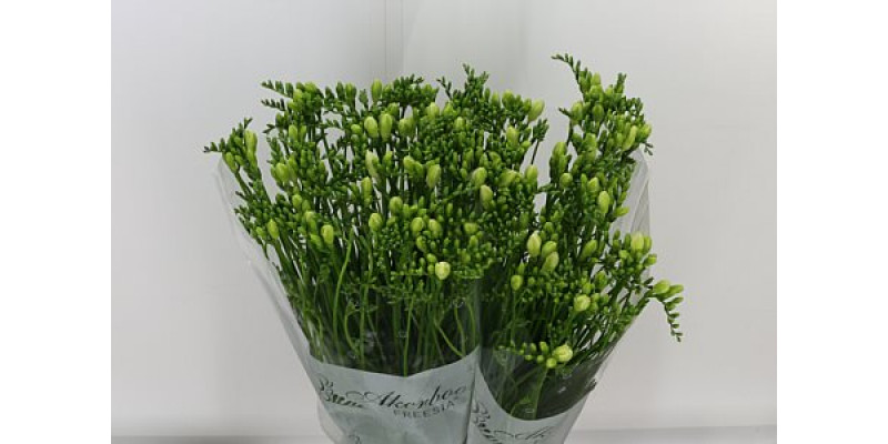 Freesias En White 45cm A1