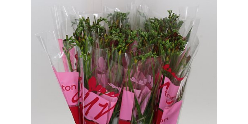 Freesias En Red 45 A1Red