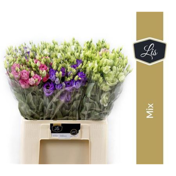 Lisianthus G Gem In Fust Big Sun Xxl 70cm A1