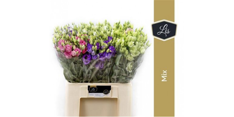 Lisianthus G Gem In Fust Big Sun Xxl 70cm A1