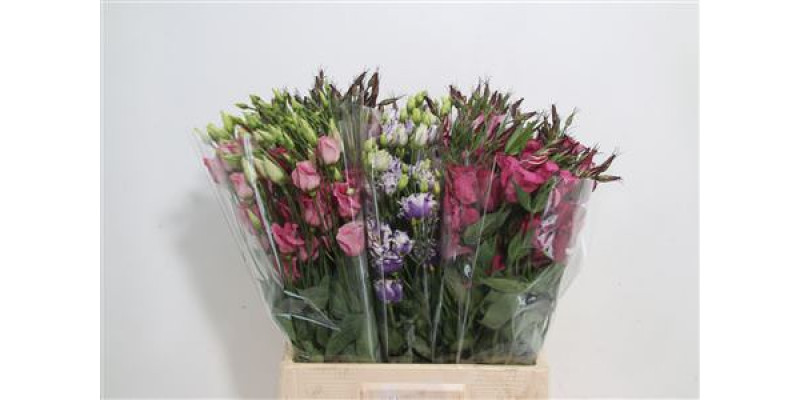 Lisianthus E Gem In Fust 75cm A1