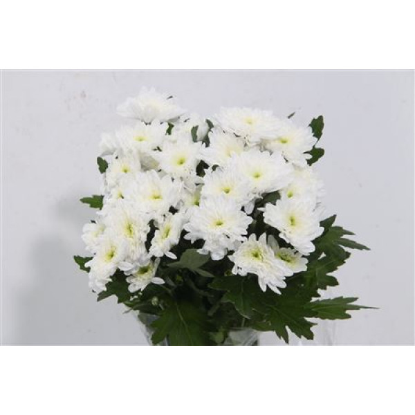 Chrysanthemums T Attraction 70cm A1 Col-White