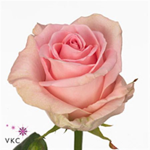 Rose Gr Sweet Dolomiti 40 A1Pink