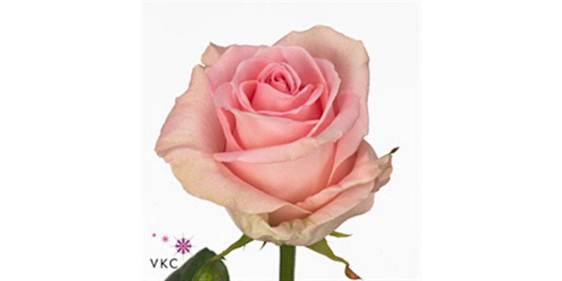 Rose Gr Sweet Dolomiti 55cm A1