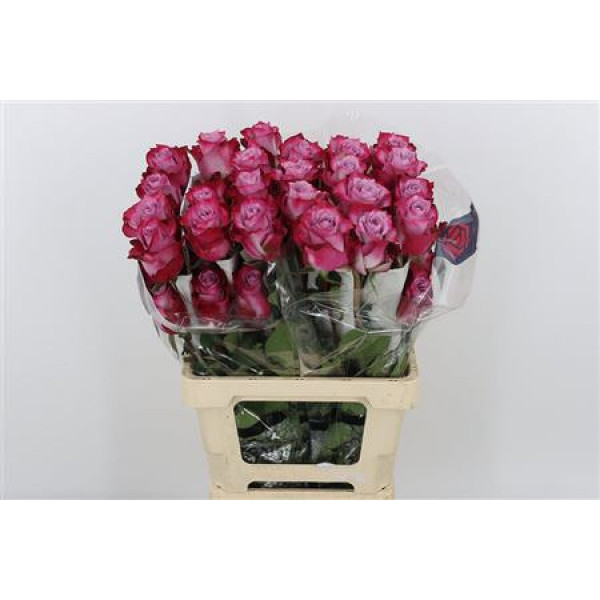 Rose Gr Deep Purple 50cm A1 (Valentine Pre Order)