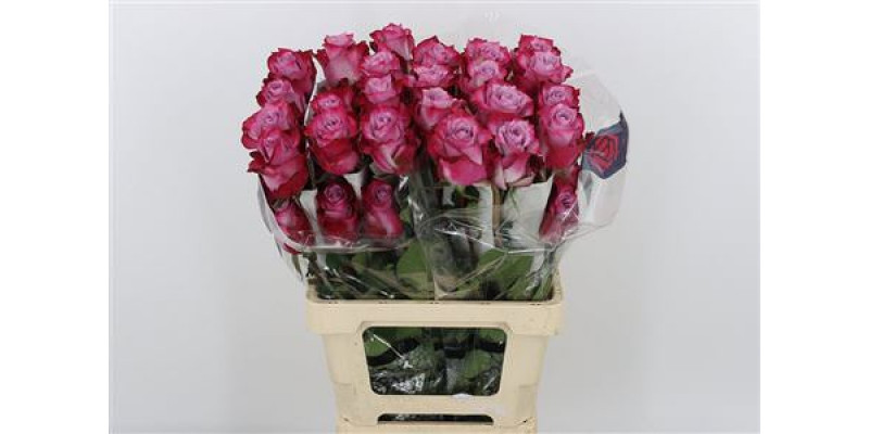 Rose Gr Deep Purple 50cm A1 (Valentine Pre Order)